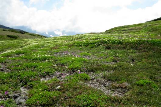 s2013-08-03 赤岳～黒岳縦走 146チングルマとエゾコザクラ